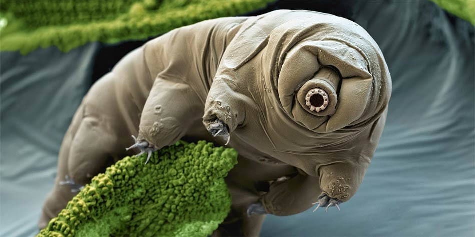 Tardigrades3-949x475